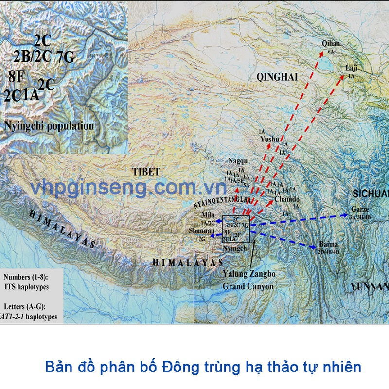 Bản đồ phân phối đông trùng hạ thảo quanh himalaya